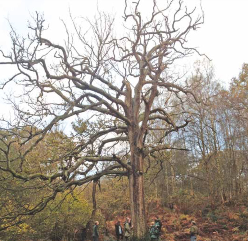 Acute OakDecline