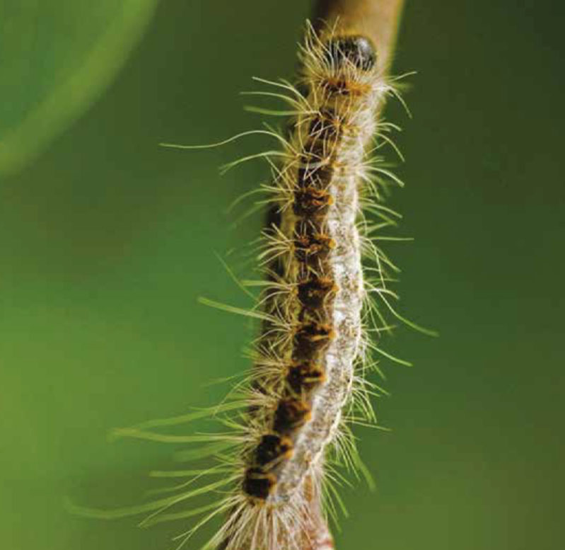 OakProcessionary Moth