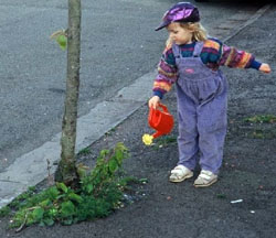 New LTOA guidance 'Sustainable Water Management: Trees are part of the solution'